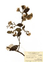 藏品(茄葉斑鳩菊)的圖片